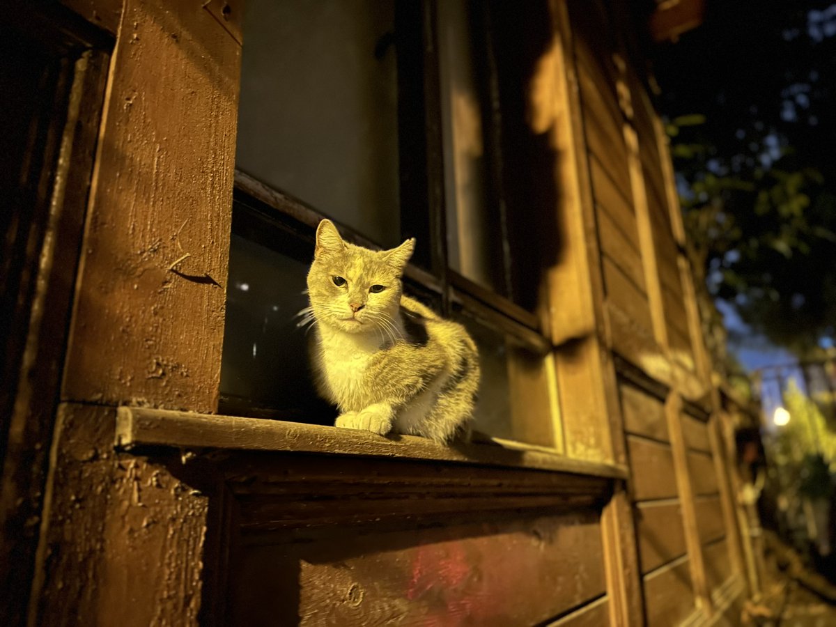 “yalnızların karşılaşması, ancak yalnız içinde olur” demiş heidegger. böyle bir halde rastlaştık. kendime acıma niyetindeydim ama o daha mahzun görünüyordu. ne ben ona hissettiklerimi ifade edebilirdim, ne de o bana. bakıştık, sonra yalnızlık içinde birbirimizden uzaklaştık
