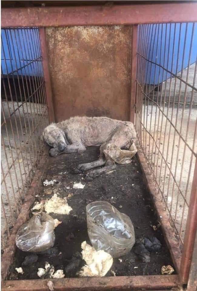 When people threaten &amp; intimidate me for speaking out against President Erdogan plans to round up start dogs I show them this photo. This poor darling died in a pound in Giresun, Turkey 💔&amp; this is where millions of dogs will now end up on the road to horrible death