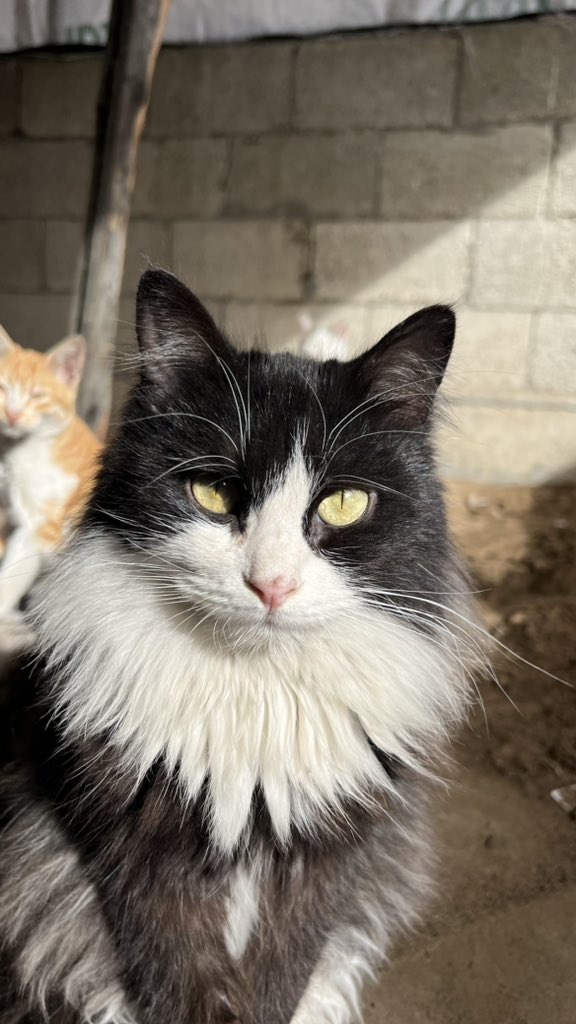 😭🫂🫂🫂🙏🇵🇸🐾🆘🐾🆘🐾💔💔
PayPal: paypal.me/umaimamohamed
GFM: gofund.me/75c42982