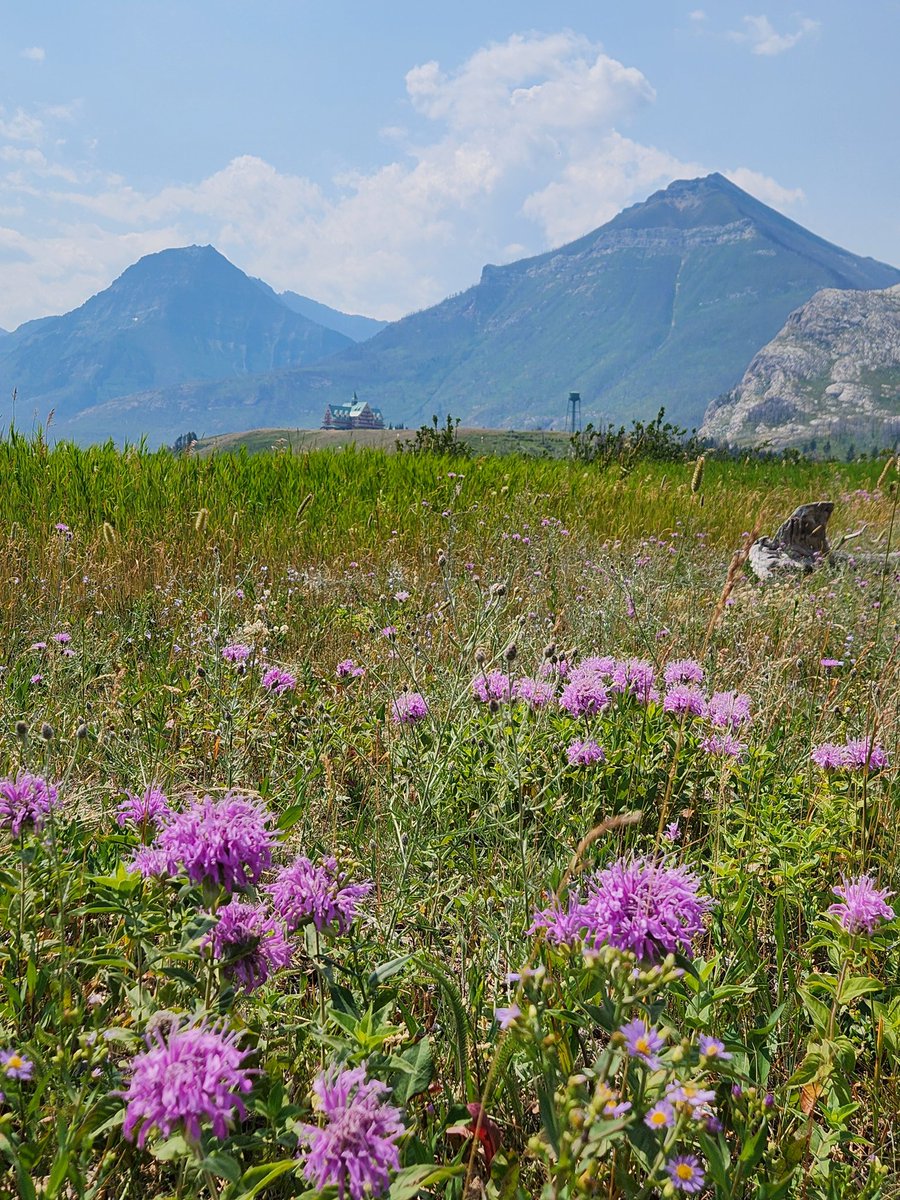 Amy_Shirb tweet media