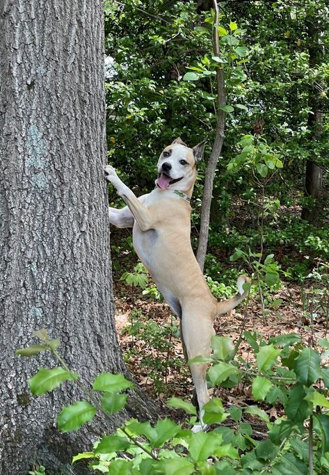 TurfMutt's tweet photo. The TurfMutt Foundation Touts Top 5 Benefits of Trees in Backyards & Neighborhood Parks https://t.co/To3NRDuAaZ #trees #Backyarding #Parks https://t.co/3ZS4Q8NuNQ