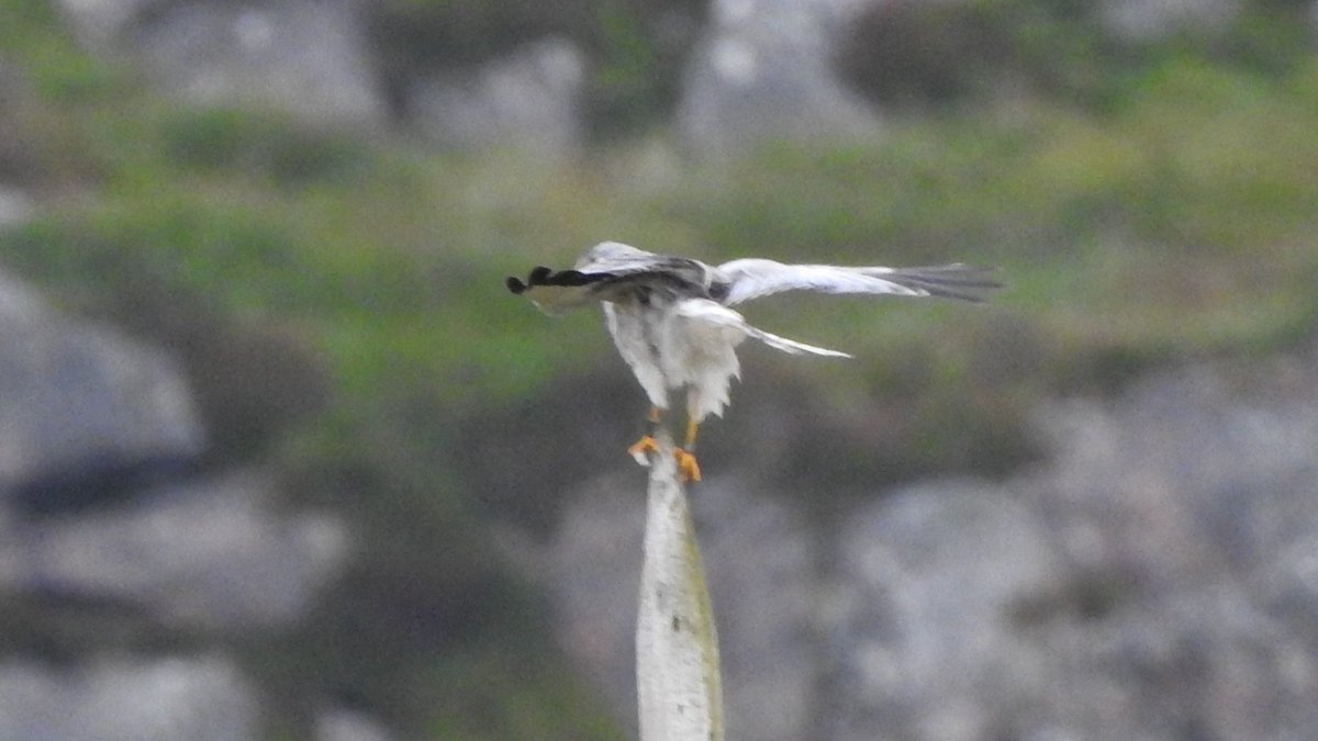 Bruce Taylor tweet media