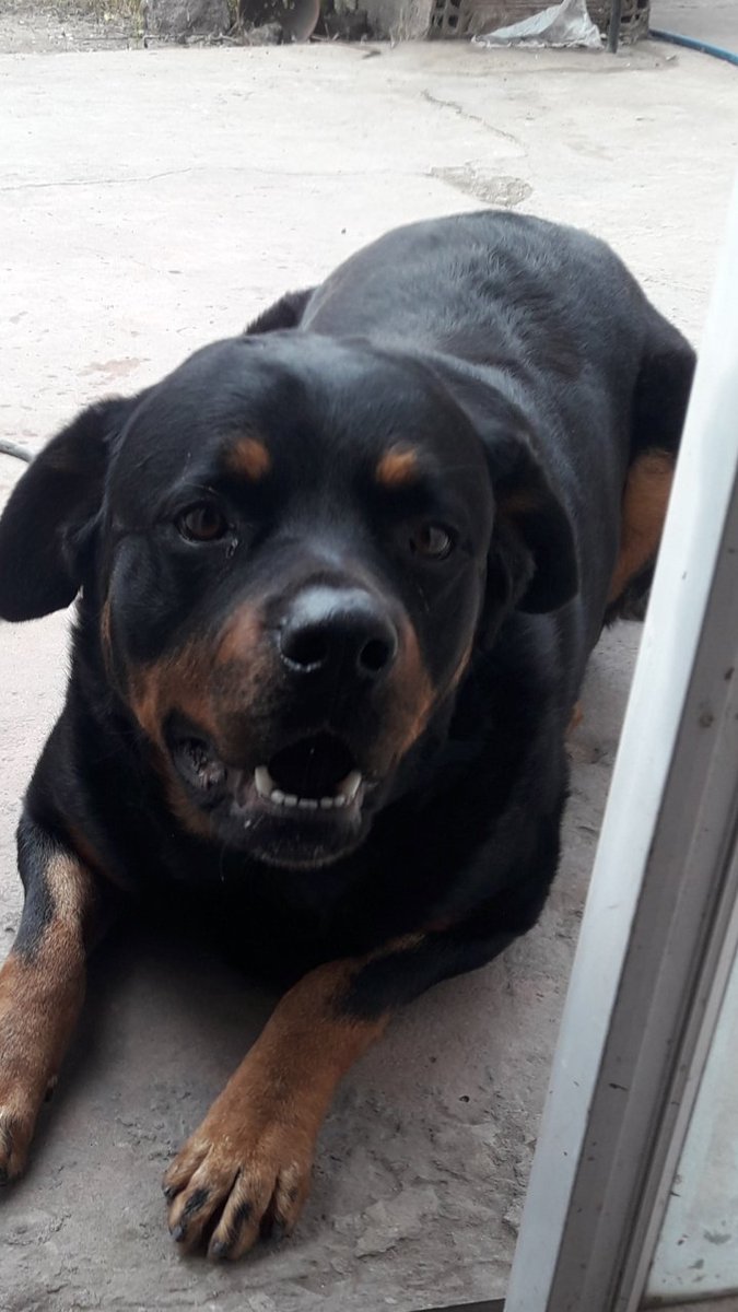 Mi nuevo bebé. No sabían que hacer con Junior porque se iban a vivir a Colombia. 
Junior ahora con mis otros perritos en mi casa de afuera. Mi bebito chiquito. Te amo 😘❤