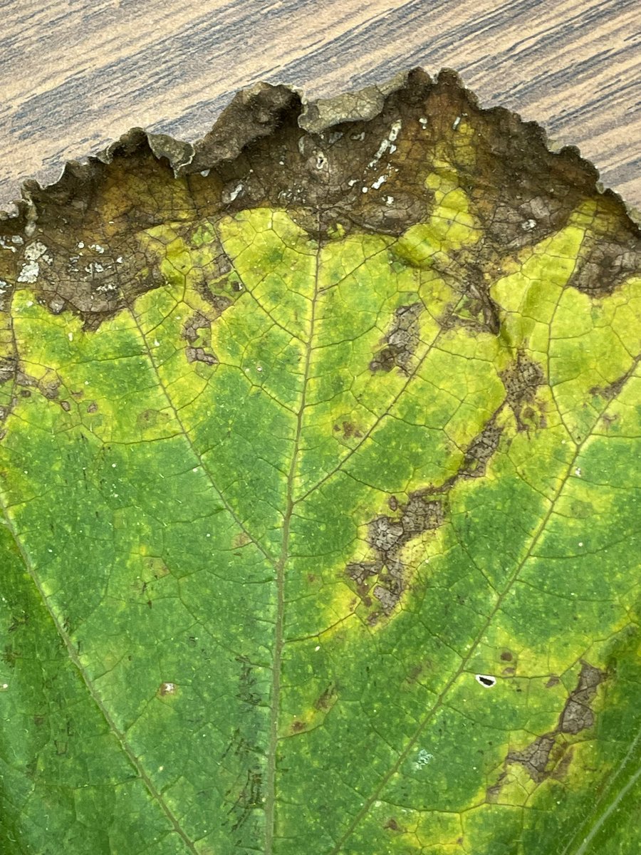 Elaine Roddy tweet media