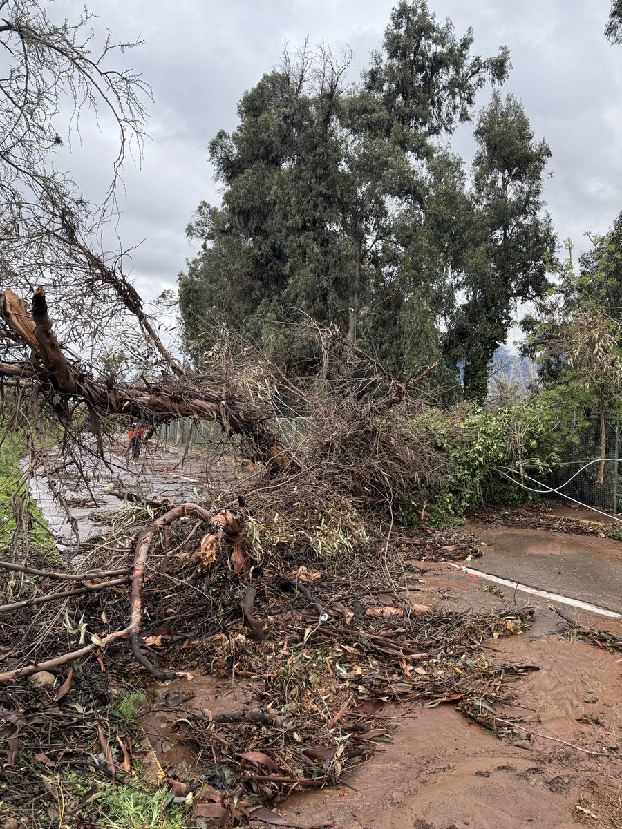 pmolinaarmas's tweet photo. Este eucaliptus ananeció en el suelo en Charles Hamilton. Cortaron tráfico y ni Enel ni @municipalidad Las Condes se asoman a sacarlo. Tampoco Carabineros porq está en su terreno. Abandonados!! https://t.co/l9bya79CB7