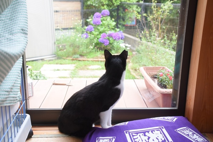 onichansol's tweet image. me $oni join kabosu family june 2018 love 
@kabosumama very much😘