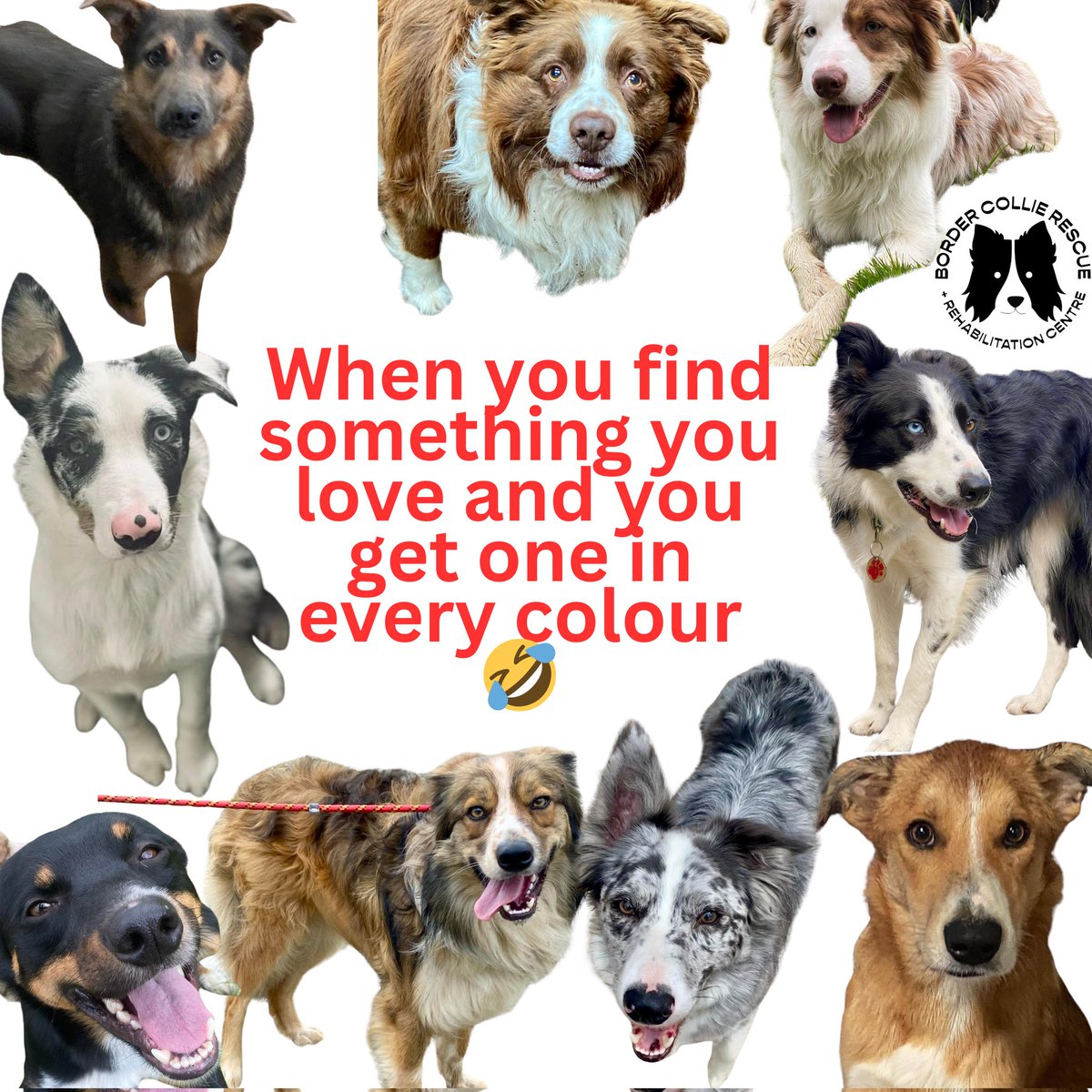 HartCollie's tweet photo. When you find something you love โค๏ธ and get one in every colour ๐ค๐ค๐ค๐ค๐ฉถ
๐คฃ๐คฃ๐คฃ๐คฃ
#ColliesOfX
#ColliesOfTwitter
#BorderCollie
#WelshCollie
#Merle
#EveryColourOfCollie ๐ค๐ค๐งก๐ค๐ฉถ https://t.co/bQEhaURNIl