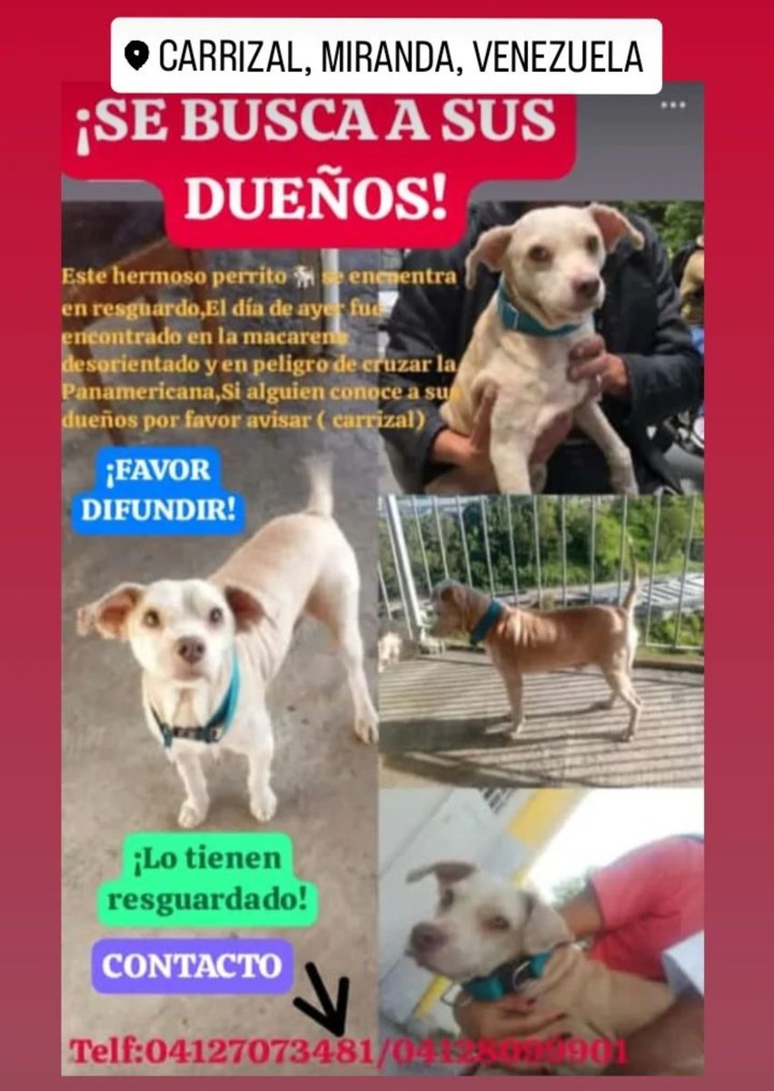 PerroUsuario's tweet photo. EXTRAVIADO, busca a su familia humana, Carrizal https://t.co/uN6B6Mcjjk