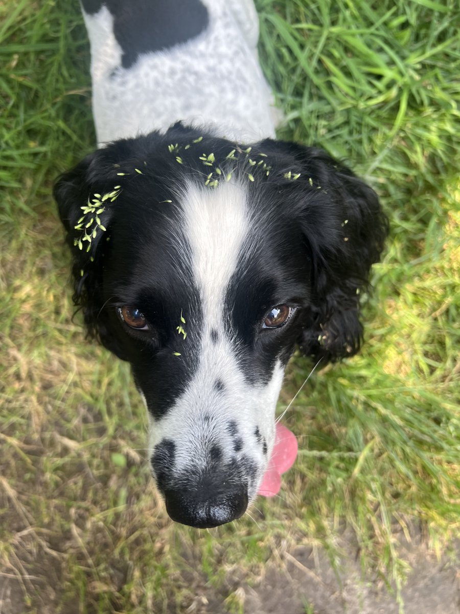 ForRover's tweet image. Gorgeous day. Jake sporting standard spaniel post walk jewellery 🙈