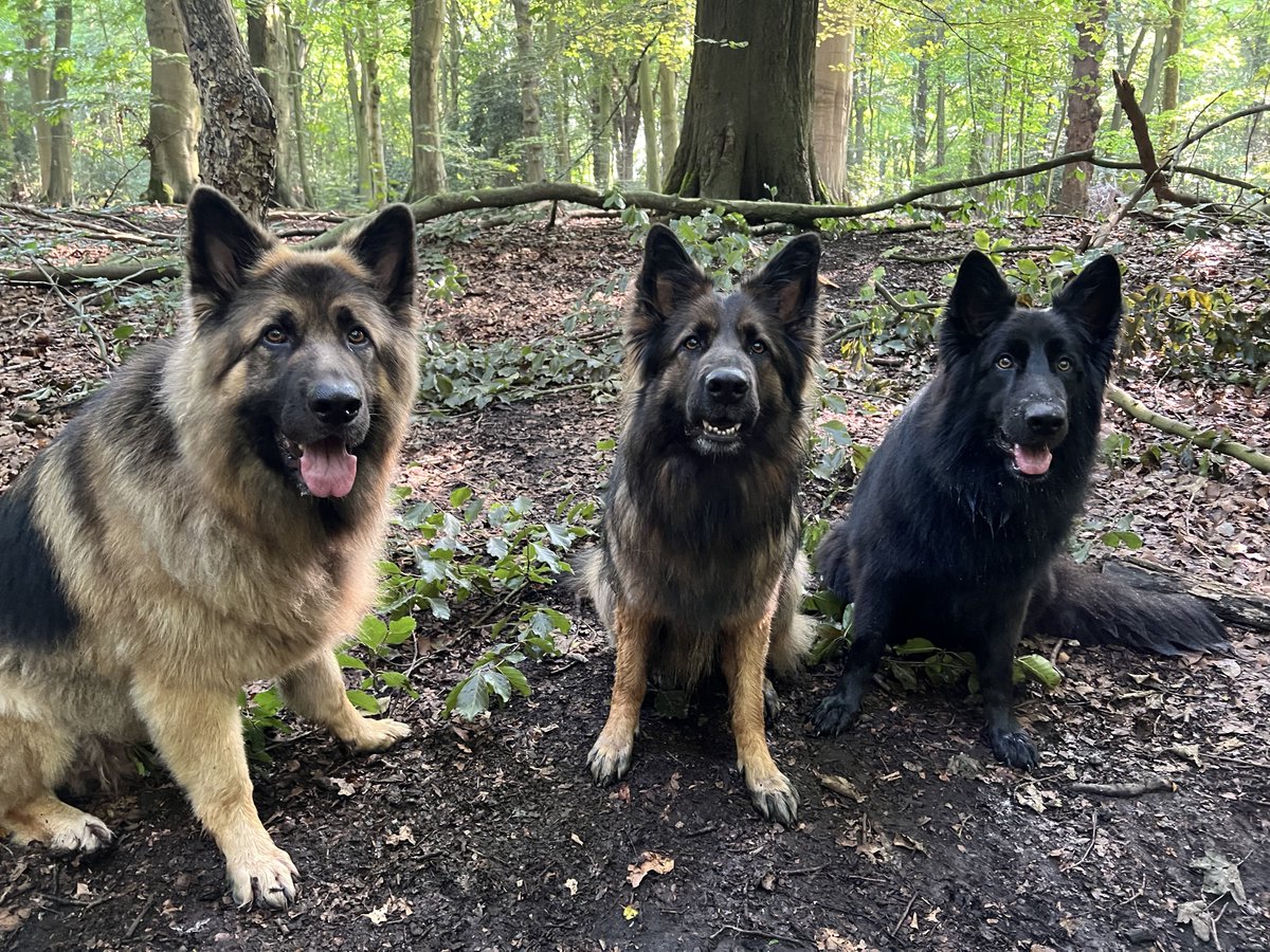 ForRover's tweet image. Gorgeous day. Jake sporting standard spaniel post walk jewellery 🙈