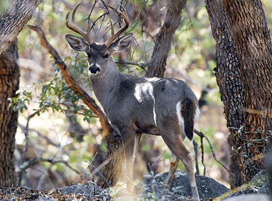 azgfd's tweet image. The limited-entry permit-tag draw for elk, mule deer, white-tailed deer and Gould’s turkey is open! Apply at bit.ly/3yeCKbV
#azgfd #huntaz #elkhunting #deerhunting #turkeyhunting #hunting