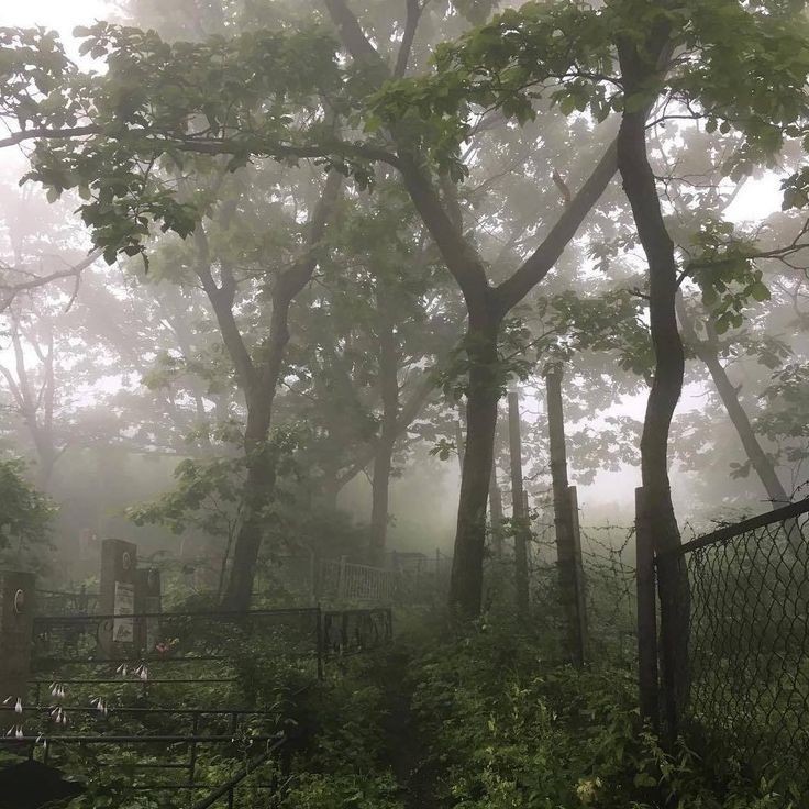 elemmiressoul's tweet photo. foggy rain. https://t.co/6U4pG8W9EW