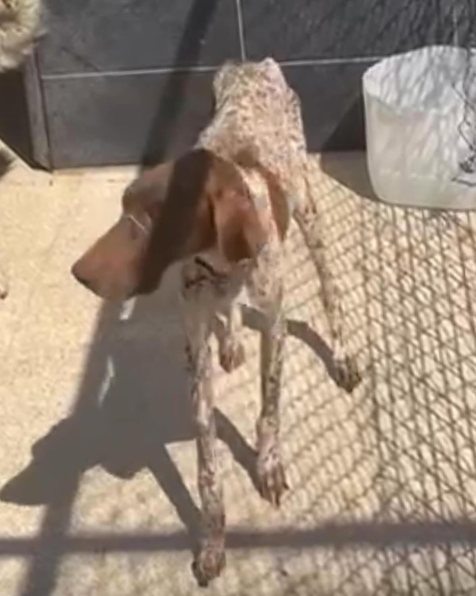 EMERGENCY RESCUES ‼️

Since the horrific law was passed in Turkey to slaughter all strays, we couldn’t sit back and do nothing. Despite it being absolutely soul crushing, and feeling completely defeated.. we have to focus on what we CAN do, which is help some innocent souls from