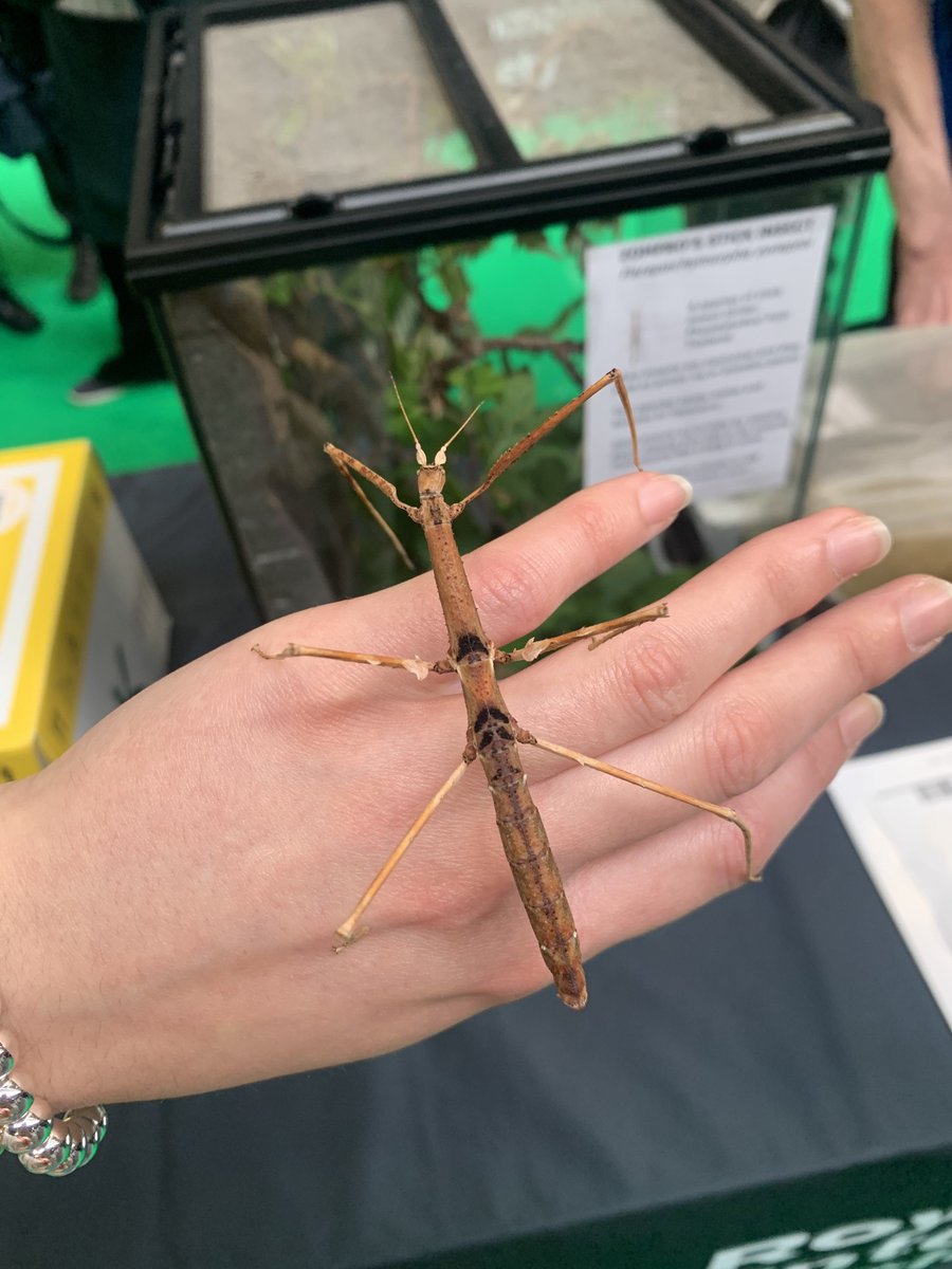 Octavia Brayley tweet media