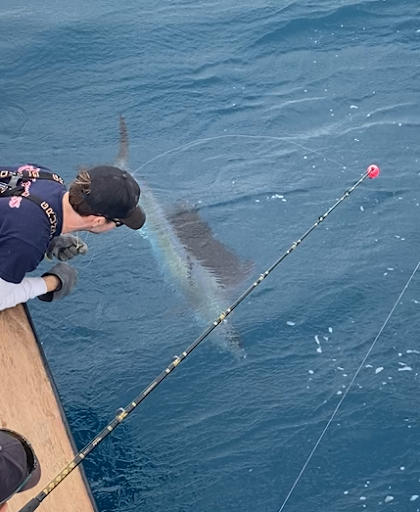 NOAAFisheriesSE's tweet photo. Four tagged #sailfish were recaptured within 4 days of each other in the #FloridaKeys—but the coincidences don’t stop there. What does this tell us about this highly migratory species?  https://t.co/7XZd4q8J1z 🤔 

#NOAASoutheastScience #CooperativeTaggingProgram https://t.co/BJqSQ4tTwn