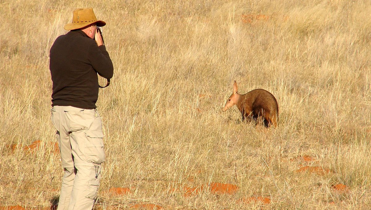 Learn about the 'secret seven', the notoriously #elusivespecies that lure #wildlifephotographers back to #Tswalu Kalahari Reserve at this time of year: l8r.it/yrDK
#Aardvark