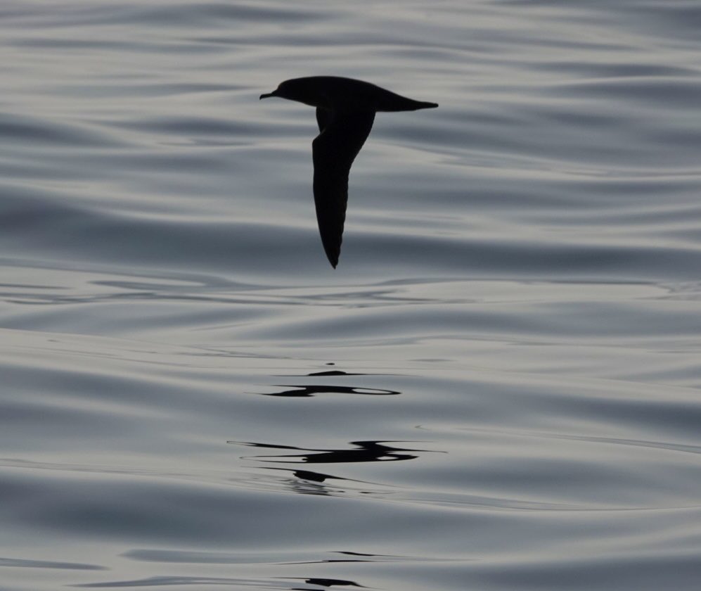 MalleyAndrew's tweet image. ⁦@YCNature⁩ ⁦@YWTLivingSeas⁩ Great trip out of Staithes this morning recording cetaceans with multiple views of at least 3 Minke Whales. Also some nice seabirds, Sooty And Manx Shears, Arctic Skua, Fulmars etc.