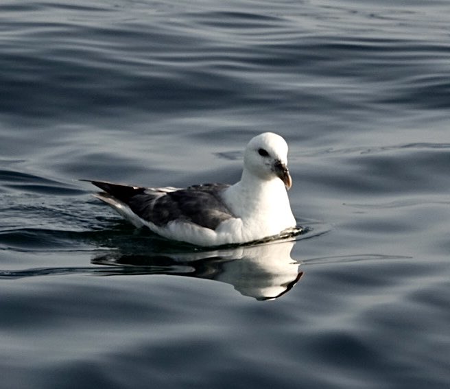 MalleyAndrew's tweet image. ⁦@YCNature⁩ ⁦@YWTLivingSeas⁩ Great trip out of Staithes this morning recording cetaceans with multiple views of at least 3 Minke Whales. Also some nice seabirds, Sooty And Manx Shears, Arctic Skua, Fulmars etc.