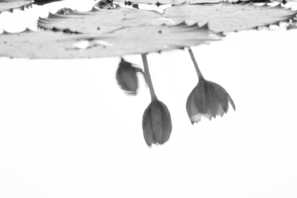 Mama Shaz’s WildLife (@shaz3mama) on Twitter photo 