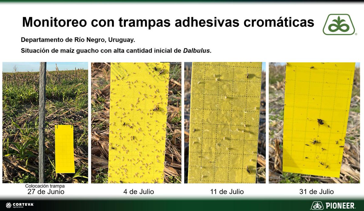 Actualización de lecturas de trampas de Chicharrita, por el equipo de Pioneer en 15 sitios en Uruguay.
Esta semana no se detectaron chicharritas.
El sitio de Río Negro (imágenes) que arrancó de niveles más altos, por primera vez dió cero. Monitoreo semanal.