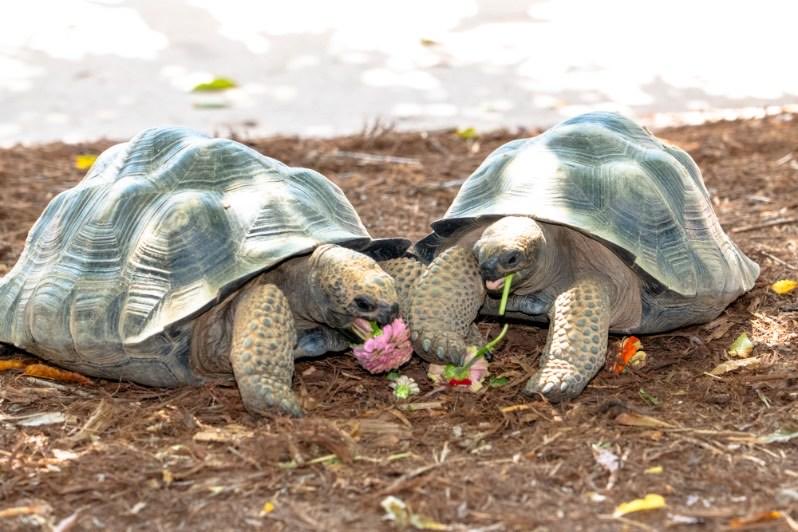 Secretary Reid Wilson (@secreidwilson) on Twitter photo Joined <a href="/FLONC/">Anna Stein</a> Kristin Cooper to help <a href="/NCZoo/">North Carolina Zoo</a> celebrate its 50th anniversary - The Golden Zoobilee! <a href="/FLONC/">Anna Stein</a> & tortoises cut ribbons for new tortoise sculpture. Congratulations to all! @NCZooSociety <a href="/TrailNc/">NC Science Trail</a> Joined <a href="/FLONC/">Anna Stein</a> Kristin Cooper to help <a href="/NCZoo/">North Carolina Zoo</a> celebrate its 50th anniversary - The Golden Zoobilee! <a href="/FLONC/">Anna Stein</a> & tortoises cut ribbons for new tortoise sculpture. Congratulations to all! @NCZooSociety <a href="/TrailNc/">NC Science Trail</a>