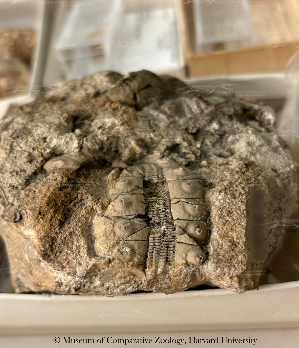 This prehistoric see urchin, Cidaris mortoni, shows us just where its tube feet were! While spines would attach to the two outer columns of plates, the narrower central columns' pinpoint pores to allow the echinoderm’s feet to escape its shelly test. #MCZInvertPaleo #FossilFriday
