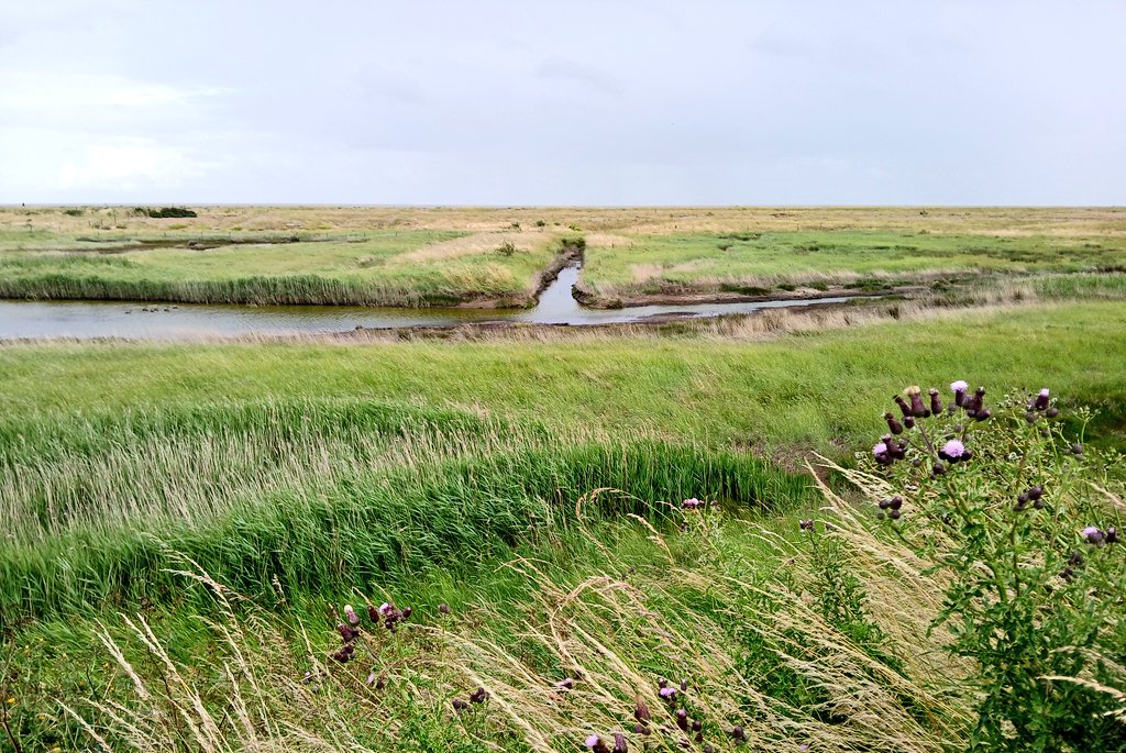 psychojography's tweet photo. Felixstowe to Shingle Street - return trip. I say goodbye to Shingle Street's teardrop pools and head , determined to follow the coast all the way to Bawdsey. Closed paths be damned!  As I took the second picture here, a small deer suddenly skipped past. Honest. 1/19 https://t.co/oBll2sePgQ