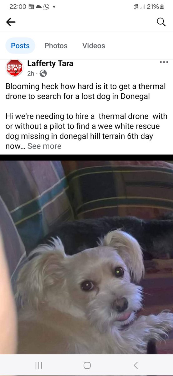 catlowry54's tweet photo. Thus is really URGENT - can anyone #help look at this tiny tot missing in difficult terrain to search. She is waiting to go home &amp; is probably hiding. A #thermaldrone #drone needed. Can you pls pls share #Donegal https://t.co/B1tnH5YZUb
