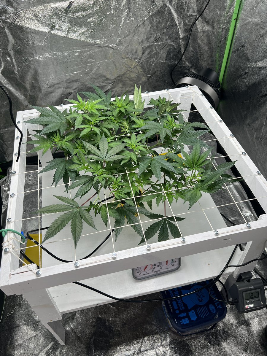ThatHydroCouple's tweet photo. My entry for the @GlobalGrowCup using the bud cup from @theBudTrainer #CannabisCommunity #CannabisCultivation #FridayMotivaton #growyourown #GenHydro https://t.co/tbjj0GgeHr
