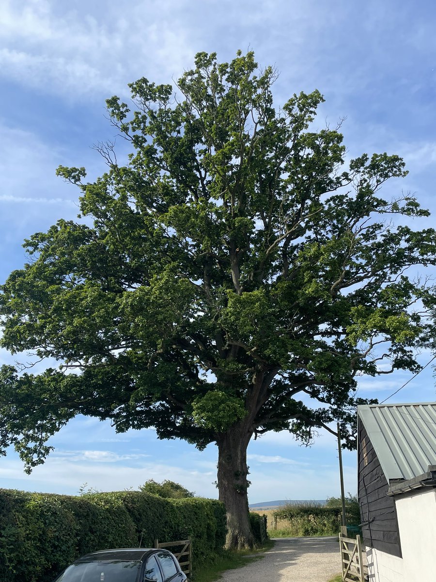alanrhayes01's tweet photo. @RGE_Art Came across this magnificent specimen in Herefordshire and thought of you ! https://t.co/R2sCbg5OMi