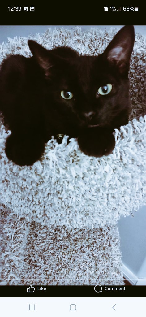 ForlornMelody's tweet photo. MEEKO 🥺 https://t.co/OjZ9R6A9pj