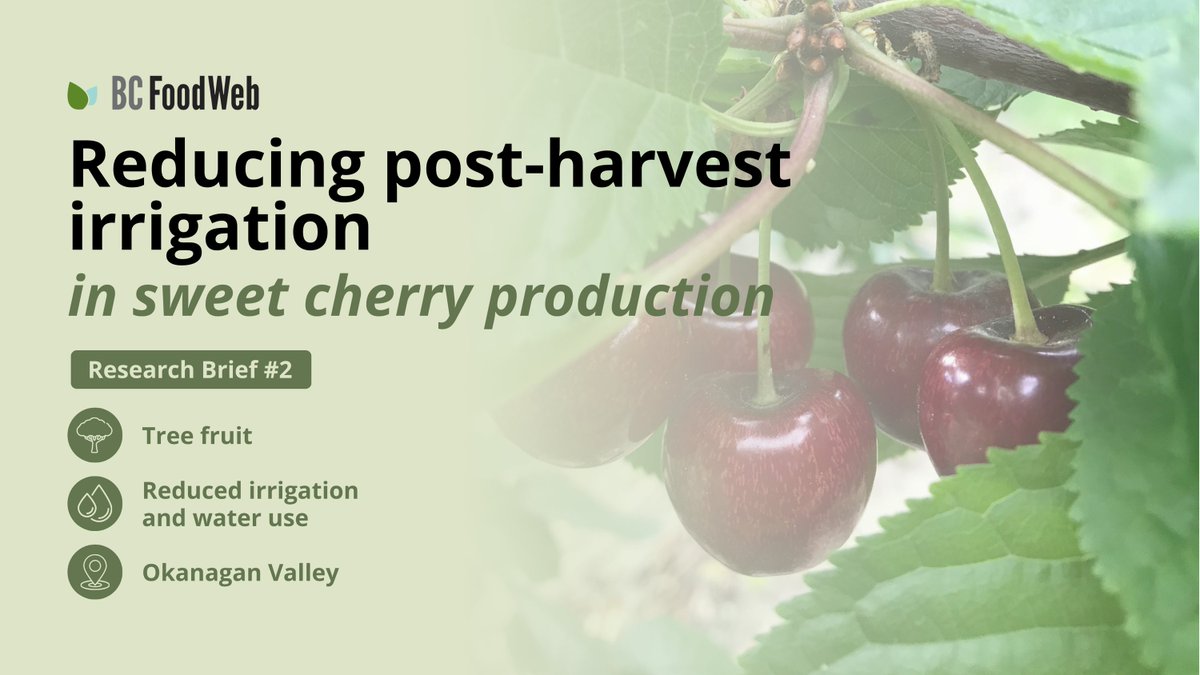 We're back with a second installment of the research brief series! 

This month’s research brief explores research on water use in “Sweetheart” cherry orchards in the Okanagan Valley 🍒💧 

Read the full brief at bcfoodweb.ca/briefs/reducin…