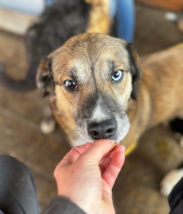 ProDogRomania's tweet image. 🍀 KURTI 🍀

Leider hat noch niemand nach dem lieben und wunderschönen KURTI gefragt. 😔

🖇 KURTI's Profil:
prodogromania.de/alle-hunde/kur…

📧Kontakt: info@prodogromania.de