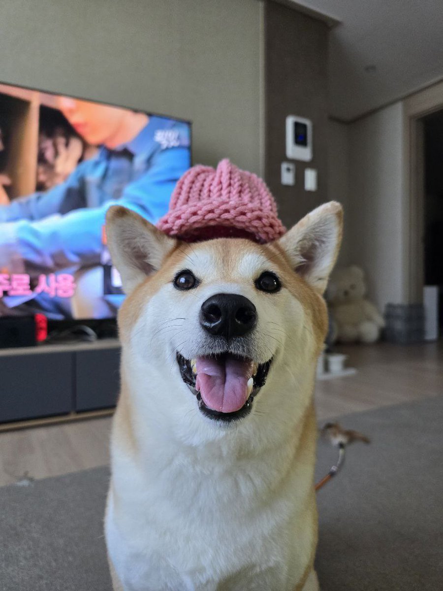 dogwifcoin's tweet image. Achi all grown up wif hat, working wif his parents and
@bestfriends