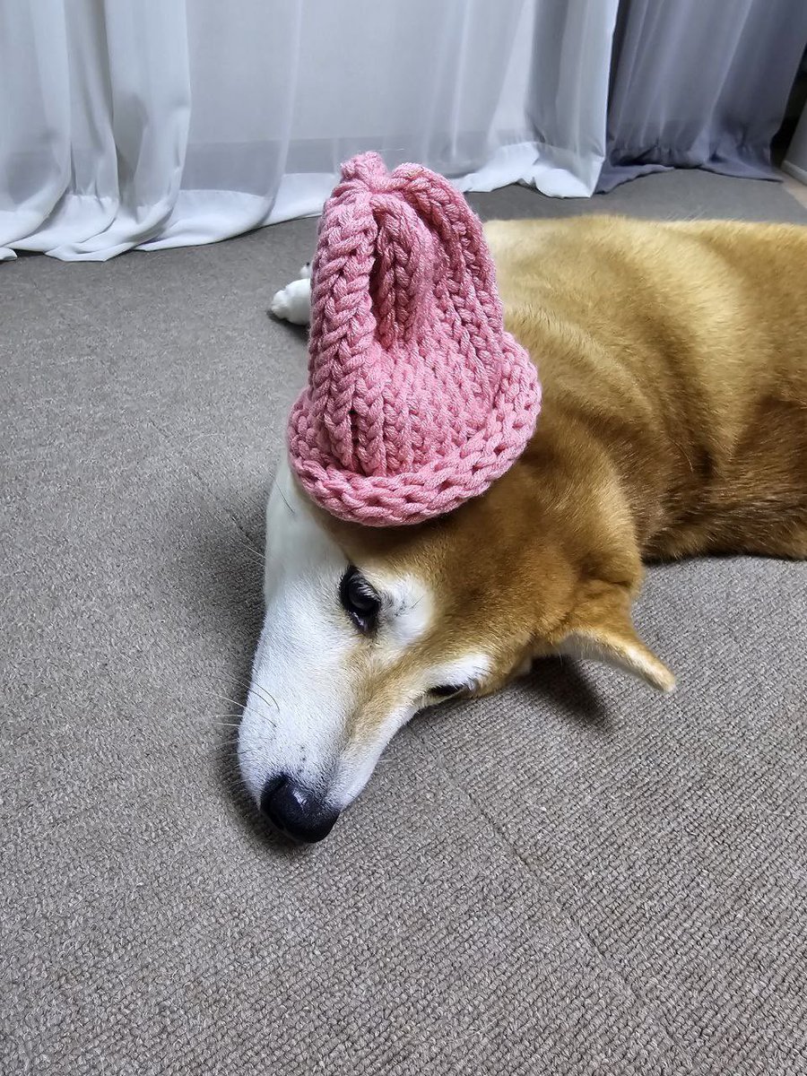 dogwifcoin's tweet image. Achi all grown up wif hat, working wif his parents and
@bestfriends