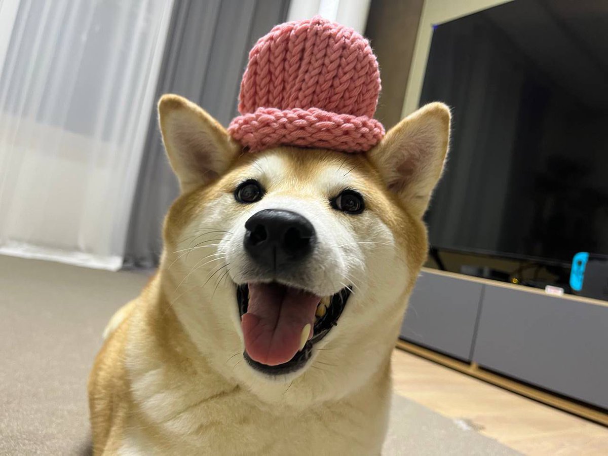 dogwifcoin's tweet image. Achi all grown up wif hat, working wif his parents and
@bestfriends