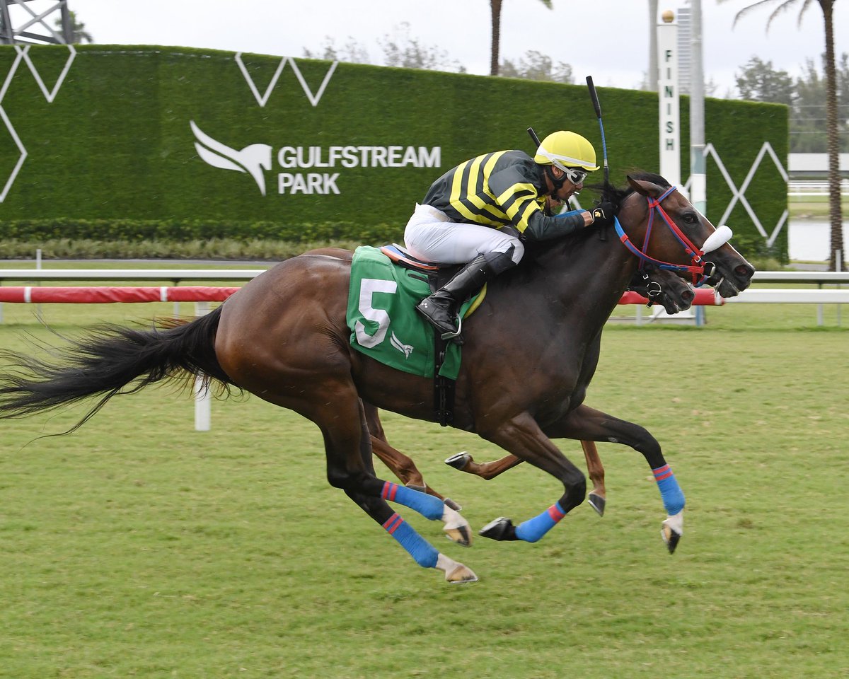 GulfstreamPark's tweet photo. Oro Oro runs down Dialithic to upset race 9, @LeojockeyReyes aboard for trainer @MJWHorseRacing. #GulfstreamPark #RoyalPalmMeet https://t.co/FOPbgDrLz5