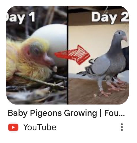 Just had the random thought that you never see young pigeons. So I googled “what do young pigeons look like?”, and this thumbnail answered all my questions.