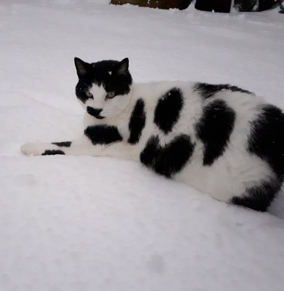 Thread of animals you can’t have as pets with solid substitutes that you can have instead 🧵

Can’t have                              Can have
- snow leopard                      - domestic cat
