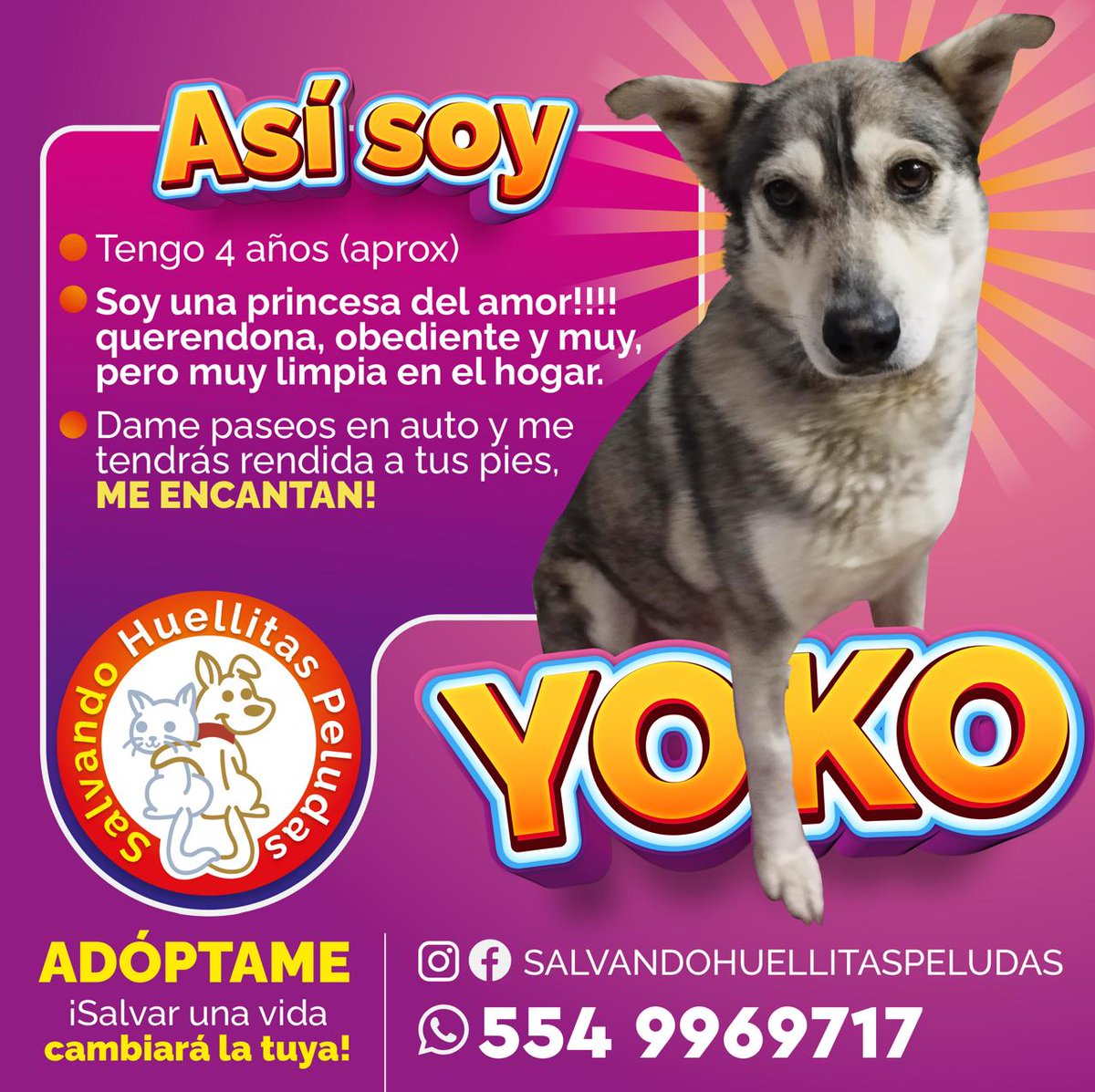 Comunidad: ¿Me ayudan con un RT para encontrar un hogar para YOKO?

Para más información comunicarse a: Salvando Huellitas Peludas.
