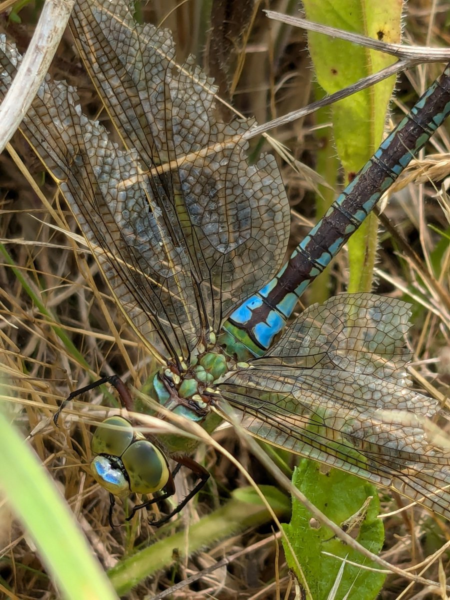Goodwin_Pip's tweet photo. An inglorious end for the Emperor, but judging by the state of its wings, presumably a fully lived life. https://t.co/lxuIHbL77x