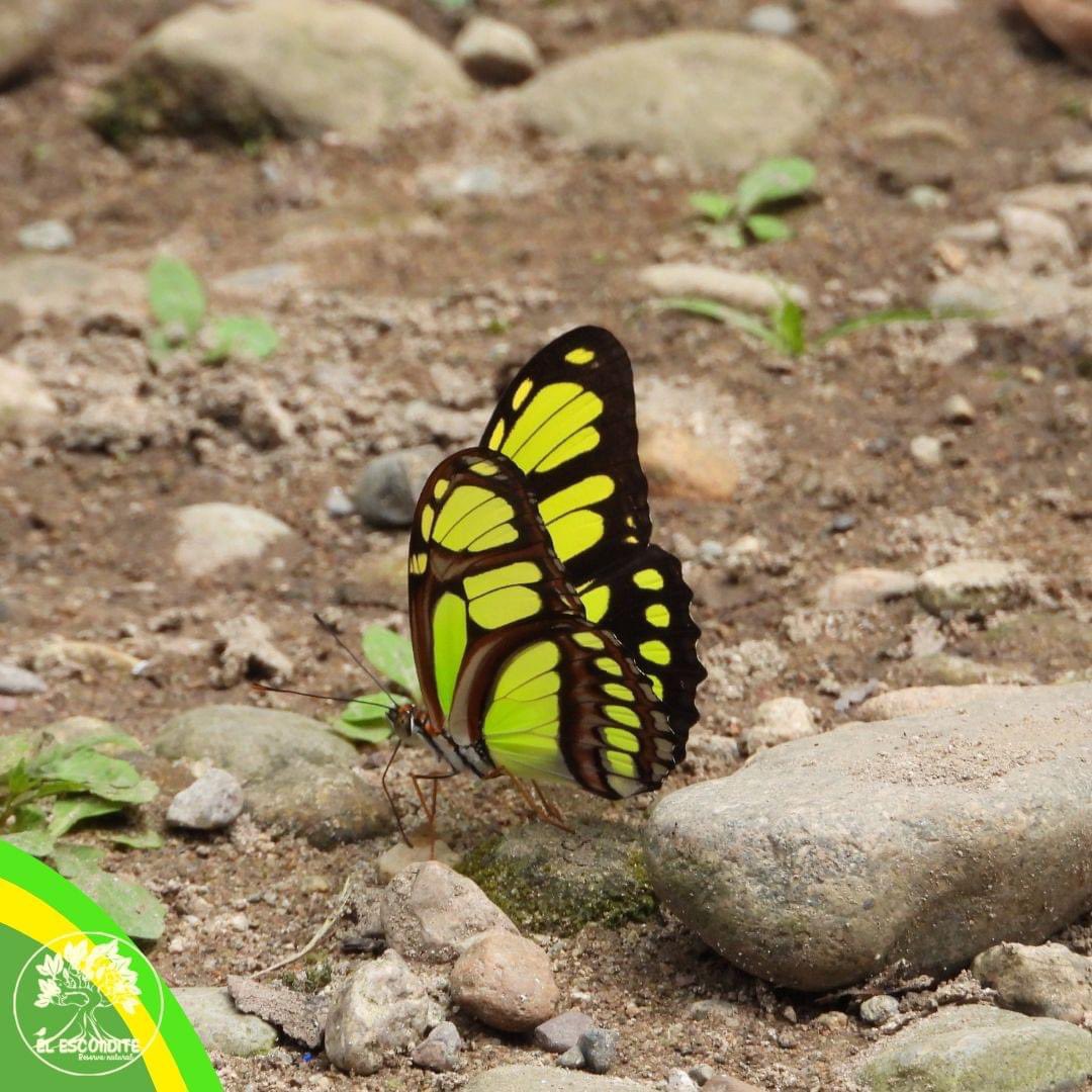 el_escondite_re's tweet photo. 🦋 Colores vibrantes y belleza en vuelo. Descubre las mariposas de la Reserva Natural El Escondite. ¡Te sorprenderán! 🌿
¡Reserva tu visita!

#senderismo #conservación #sostenibilidad #Reservanatural #yovoy #destinoputumayo #PutumayoYoVoy https://t.co/KFIH07ItLW