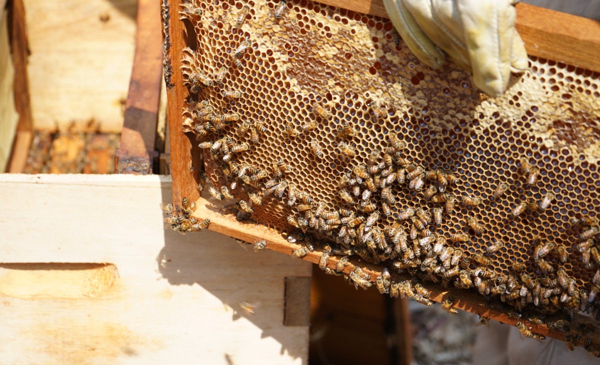 YeimyZP's tweet photo. 2/3 En ASOAGROMON 🐝 (Colosó), se discutieron desafíos en la producción de miel 🍯 debido a pesticidas y la sequía. Se destacó el apoyo en la comercialización de miel y la creación futura de un centro de acopio comunitario. @MisionONUCol @SomosAGROSAVIA  #DesarrolloSostenible 🌍 https://t.co/6Lh0qTt28q
