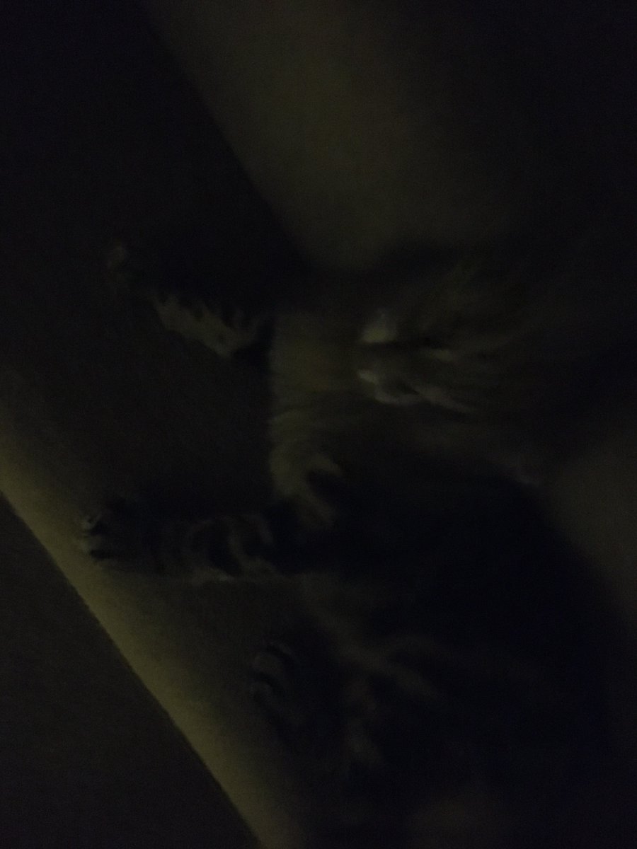 Technocat5000's tweet photo. If anything that summary indicated I don't talk about cats enough. So let me fix that:

Cat cat cat cat cat cat cat
Snep snep snow leopard snep snep
meow meow meow meow
Cat cat cat cat cat cat cat
Feline feline feline
mow miaow meow

Oh and I'll add cat pics too just to be safe: https://t.co/1VE24fwYaW