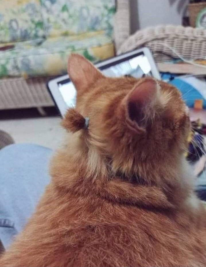 DontShowYourCat's tweet photo. He's growing it out https://t.co/5E1uvuUrw3