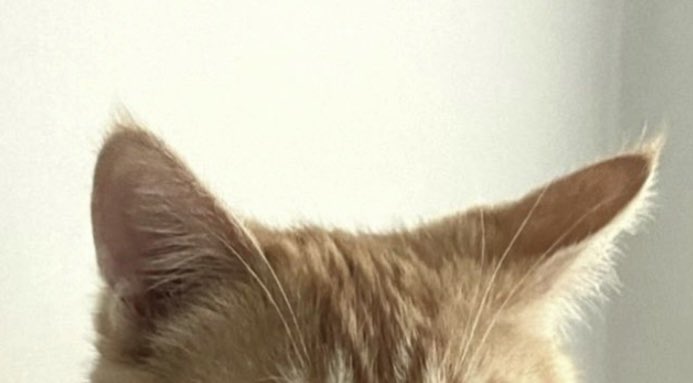 NetflixBrasil's tweet photo. CATVI 🐾 https://t.co/iRGym8kLlC