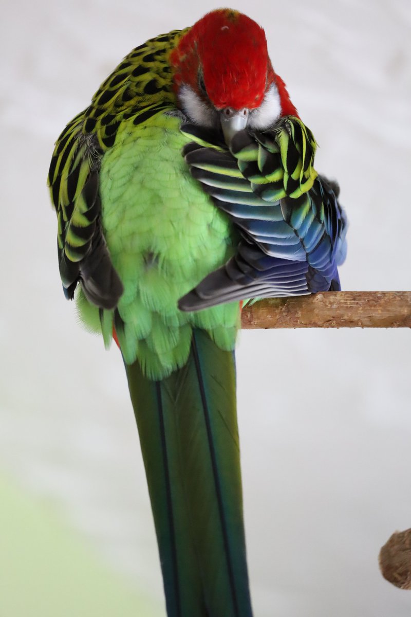 Peck.