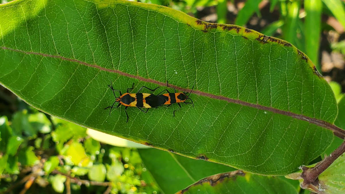 NKFiftyThree's tweet photo. The milkweed bugs are back!
Maybe they can help keep away the aphids this year 👀 https://t.co/VyzUys18TV