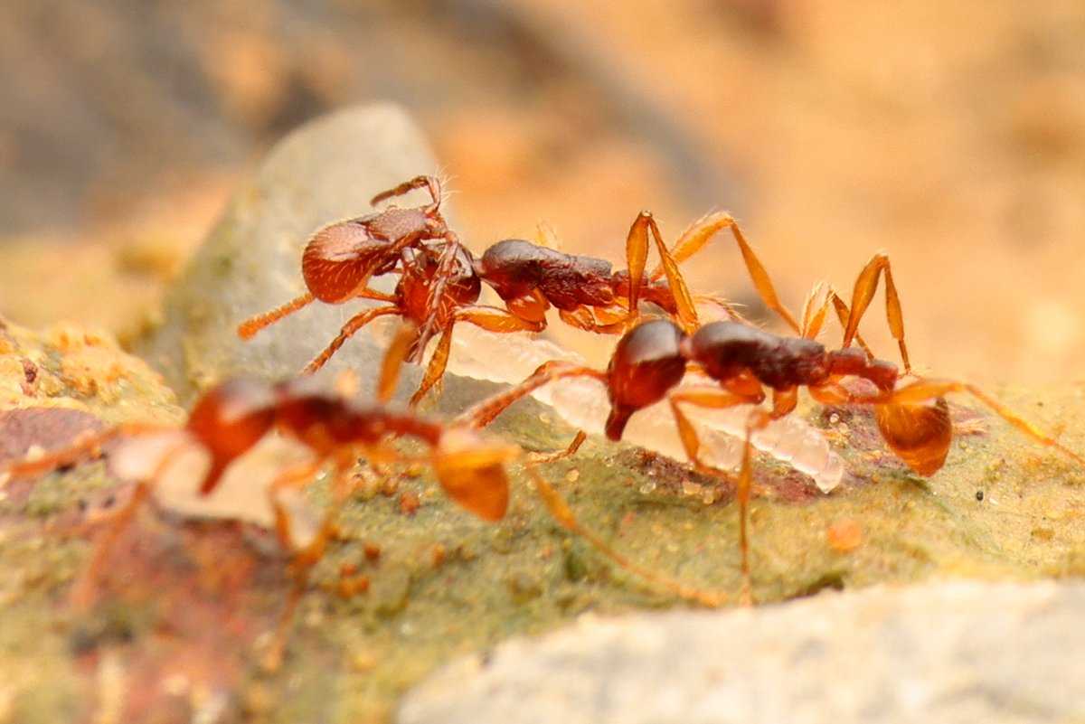 全個体が同じ位置に乗っていたり、個体数が多いこと、体の質感や毛が寄主に似ているなど、この種のヒメサスライアリとかなり深い関係を持つ好蟻性のダニであることは間違いありません。
暮らしや食性など、詳しく調べたら絶対に面白いはず。