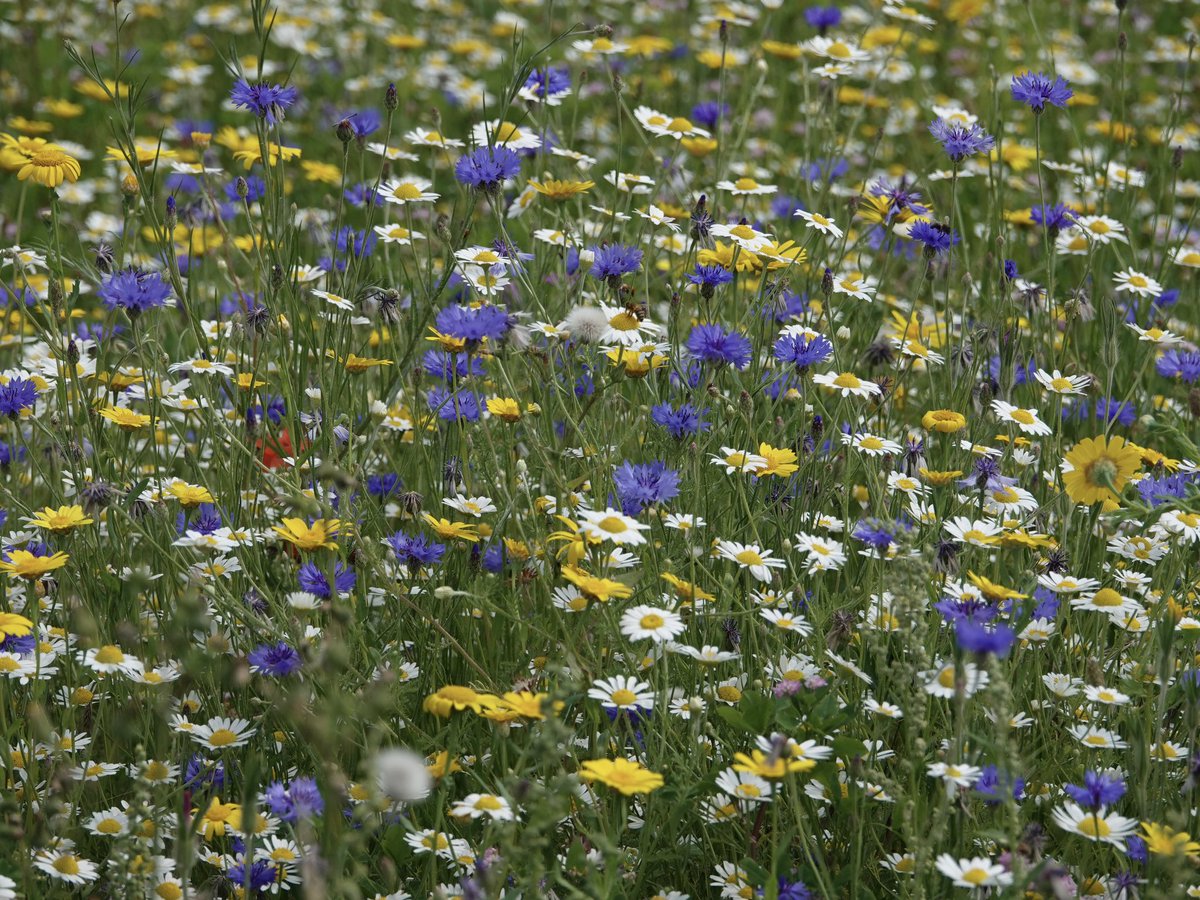 loosemum's tweet photo. #FlowersOnFriday taken yesterday at Great Brington #AlthorpEstates I managed one bee and one butterfly within my shots π https://t.co/PpgbUTwtPf